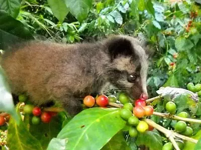 印尼语“咖啡”——麝香猫的卓尔不凡